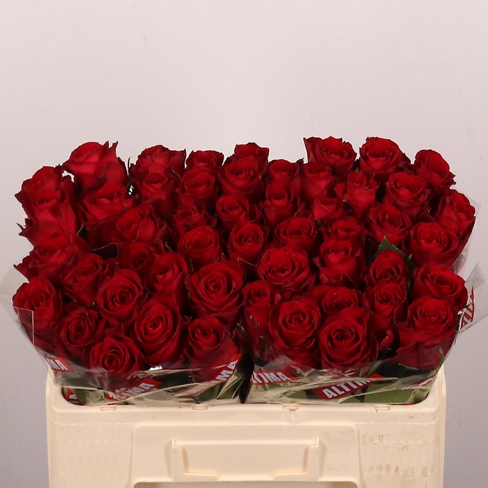 <h4>R GR MADAM RED</h4>