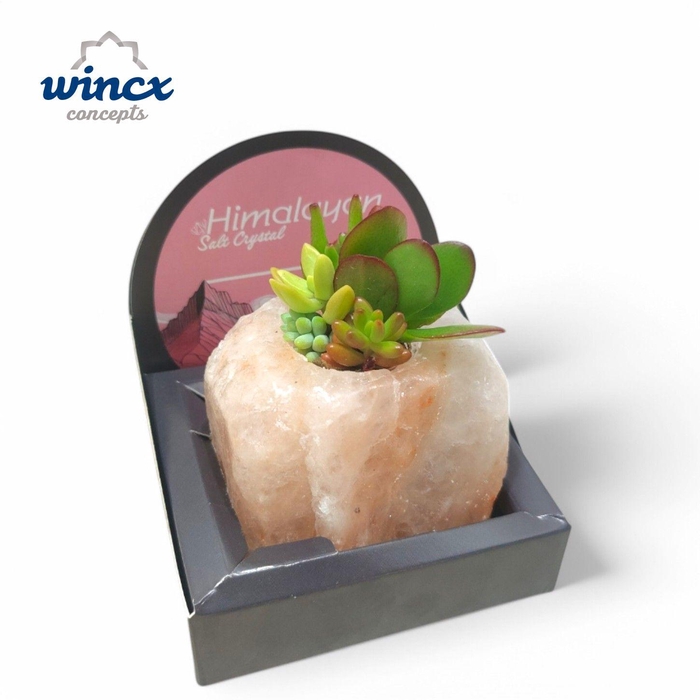 <h4>Succulent Himalayan Salt Crystal</h4>