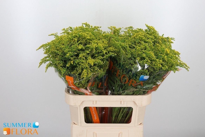 <h4>SOLI GOLDEN GLORY</h4>