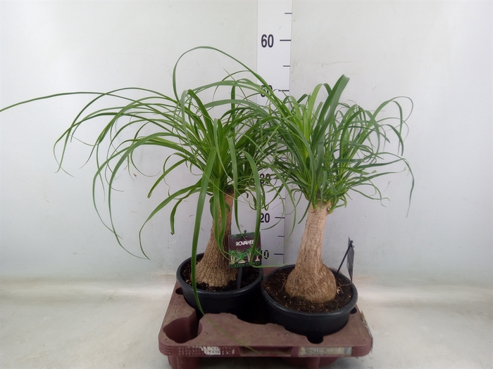 <h4>Beaucarnea recurvata</h4>