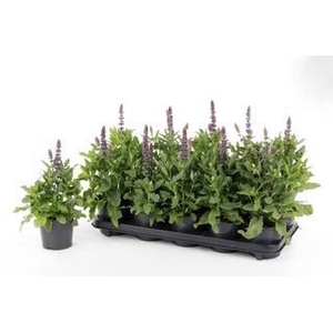 SALVIA NE SE DP BLUE