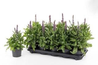 <h4>SALVIA NE SE DP BLUE</h4>