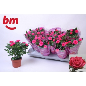ROSA PURPLE JEWEL
