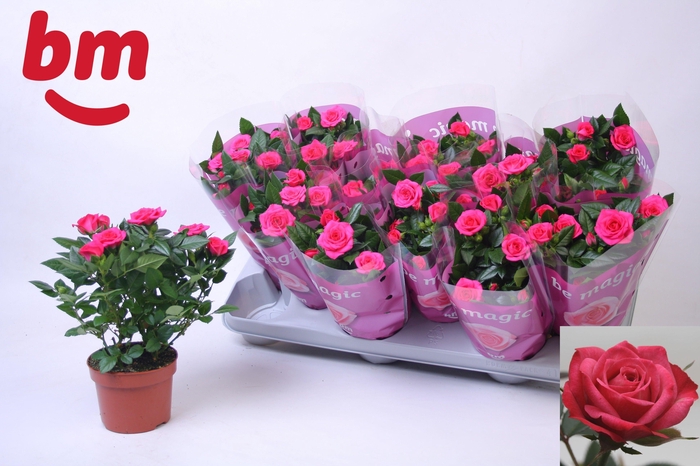 <h4>ROSA PURPLE JEWEL</h4>