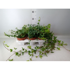 Hedera helix 'Shamrock'