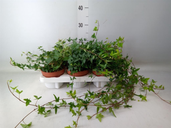 <h4>Hedera helix 'Shamrock'</h4>