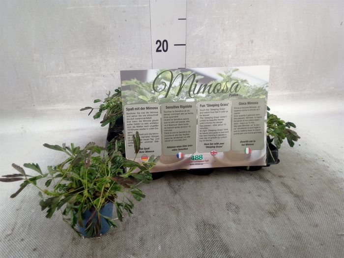 <h4>Mimosa pudica</h4>