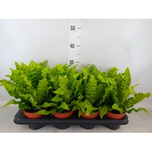 Asplenium nidus 'Crispy Wave'