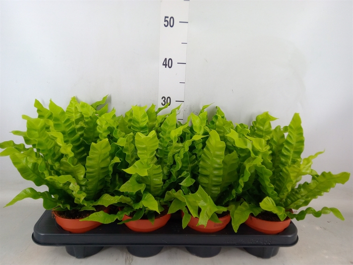 <h4>Asplenium nidus 'Crispy Wave'</h4>