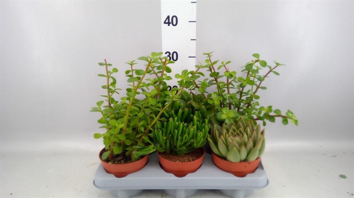 <h4>Succulents   ...</h4>