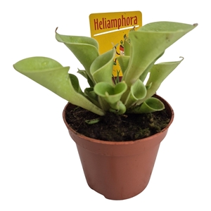 Heliamphora