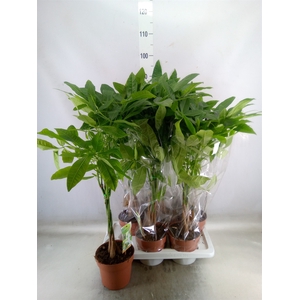 Pachira aquatica