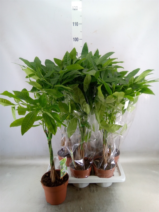 <h4>Pachira aquatica</h4>