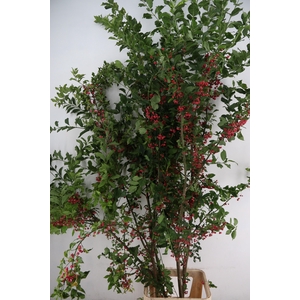 EUONYMUS KARDINAALSMUTS 180/190CM