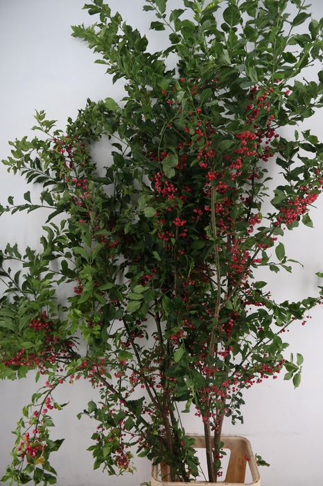 <h4>EUONYMUS KARDINAALSMUTS 180/190CM</h4>