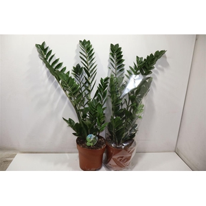 arr8 Zamio Zamiifolia