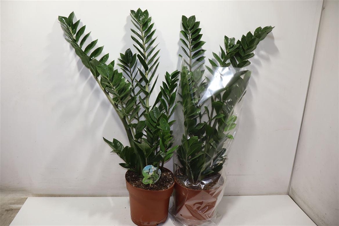 <h4>arr8 Zamio Zamiifolia</h4>