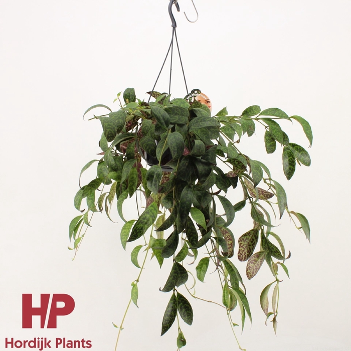 <h4>Aeschynanthus Marmoratus</h4>