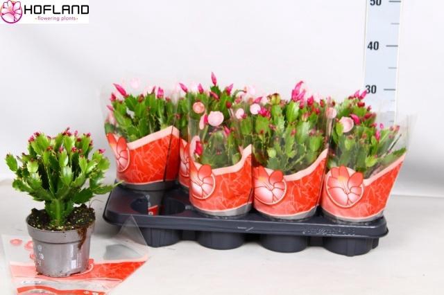 <h4>SCHLUMB ZARAIKA</h4>