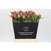 Paeonia Dr Alexander Fleming
