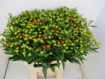 <h4>Helenium Rood</h4>