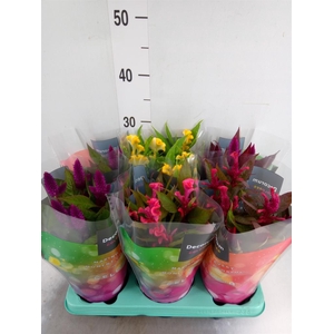 Celosia arg.   ...mix