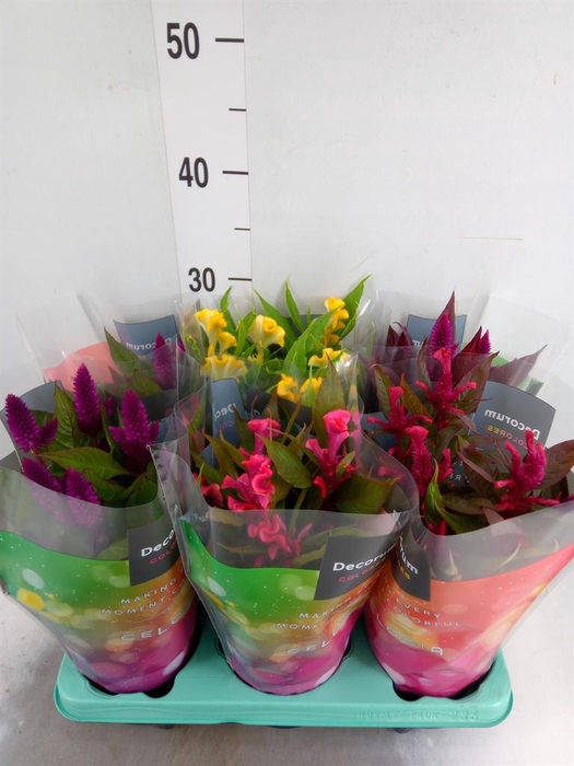 <h4>Celosia arg.   ...mix</h4>