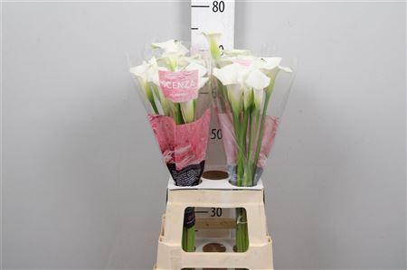 <h4>Zant Crystal Blush</h4>