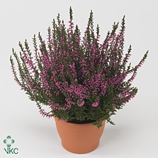 CALLU CAL NOVA ROSA