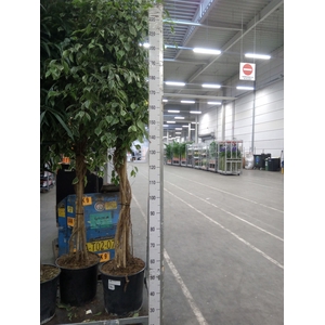 Ficus benja. 'Golden King'