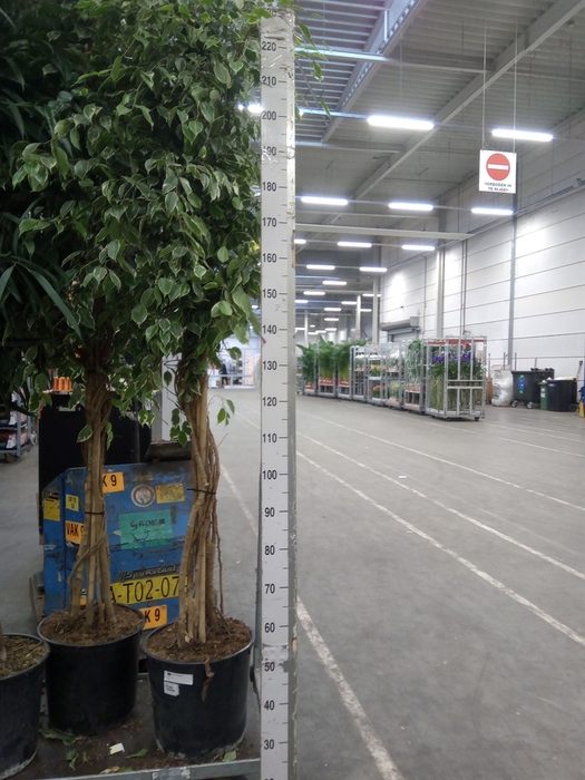 <h4>Ficus benja. 'Golden King'</h4>