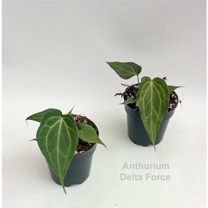 Anthurium Delta Force 12cm