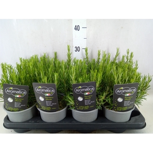 Rosmarinus officinalis   ...