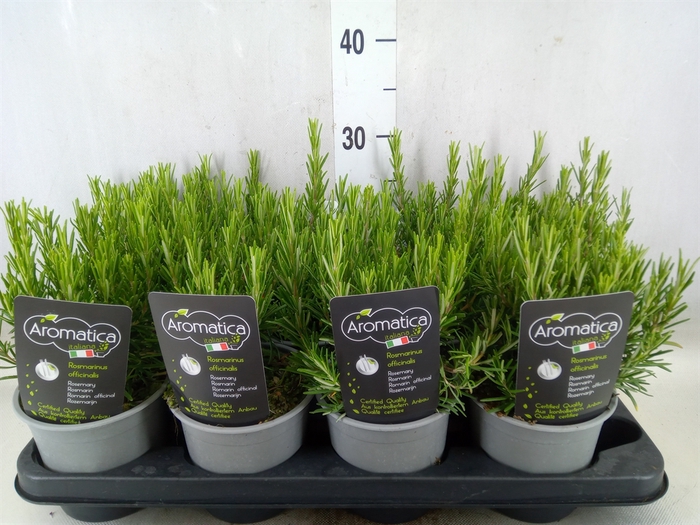 <h4>Rosmarinus officinalis   ...</h4>