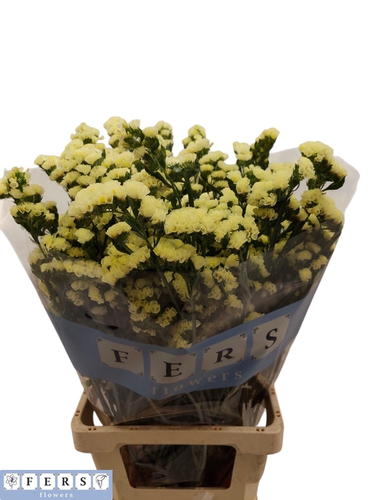 <h4>LIM S GLOSSY WINGS</h4>