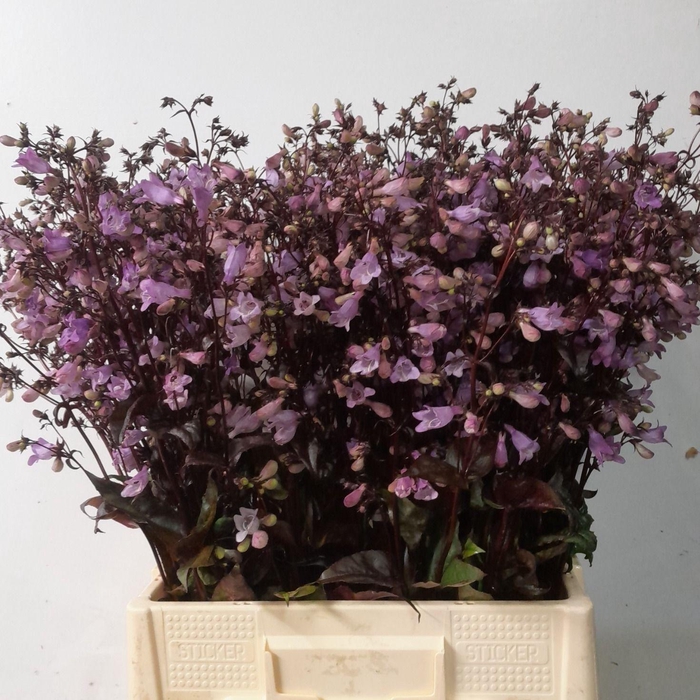 <h4>Penstemon Ov</h4>