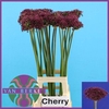 Allium Cherry