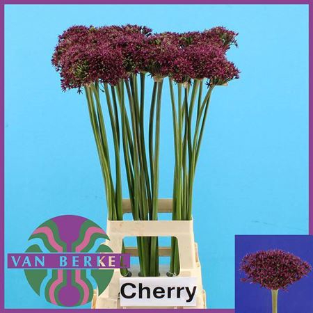 Allium Cherry