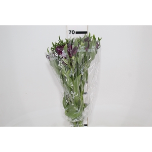 ALST. ONYX 070 CM