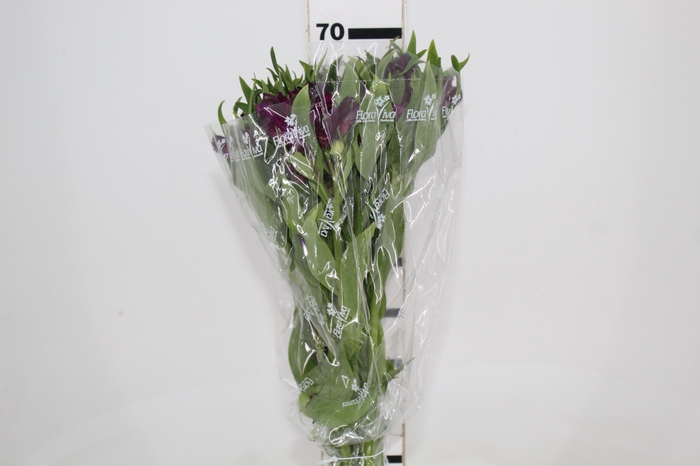 <h4>ALST. ONYX 070 CM</h4>