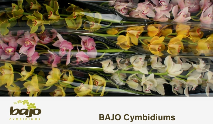 <h4>CYMB T GEM</h4>