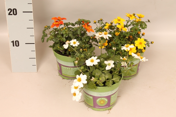 <h4>Bidens Divers</h4>