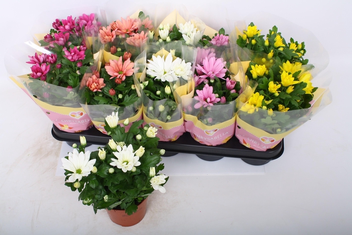 <h4>CHRYS GEM 5 KL</h4>