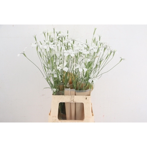AGROSTEM QUEEN WHITE