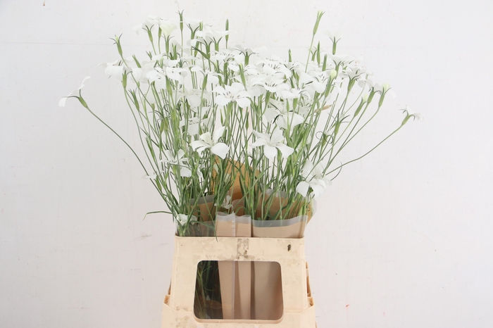 <h4>AGROSTEM QUEEN WHITE</h4>