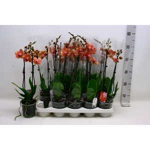 PHAL F PIRATE PICOTE