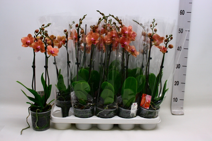 <h4>PHAL F PIRATE PICOTE</h4>