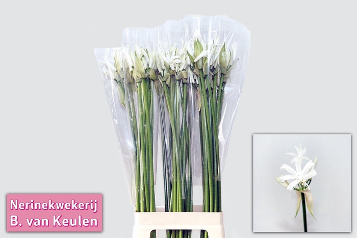 <h4>NE BO ADELE</h4>