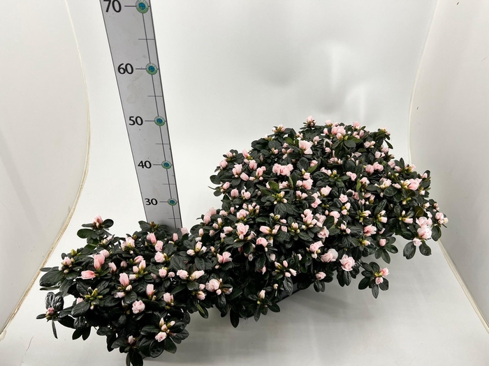 <h4>RHODO SI OV</h4>