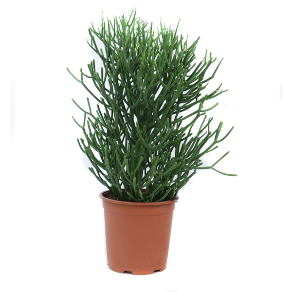 <h4>Euphorbia tirucalli 26 cm</h4>